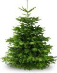 KRSTBM Kerstboom 225 - 250cm