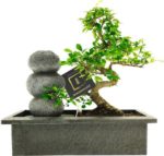 Bonsaiworld Bonsai Zen Stenen Waterval Set ↑30-35 cm
